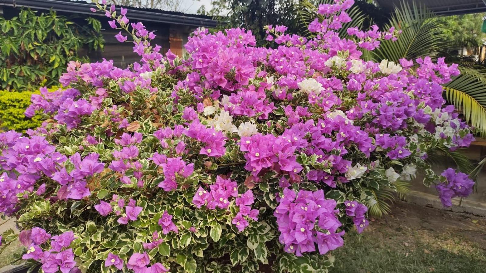 Loma Linda Hotel De Naturaleza ラ・メサ エクステリア 写真
